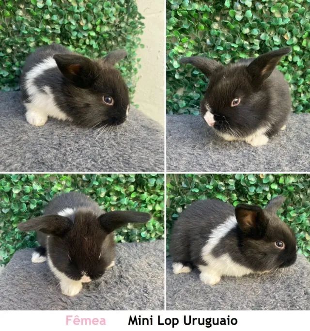 MINI COELHO - Foto 2