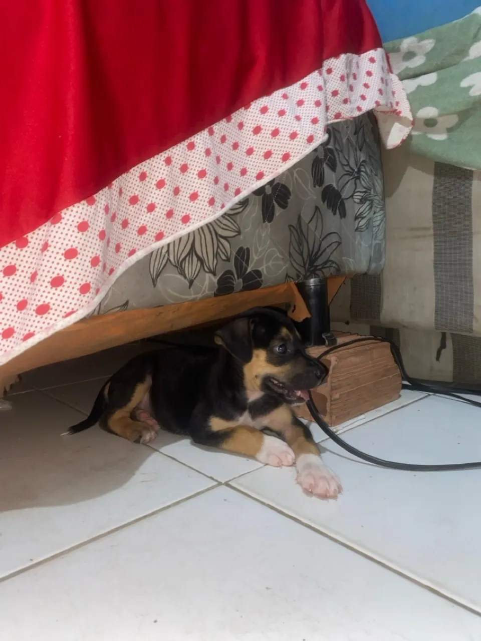 filhote mistura de rottweiler com viralata