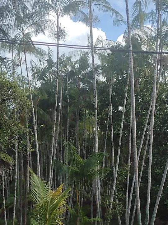 Sítio em Aurora do Pará com 11.000 metros quadrados. - Foto 15