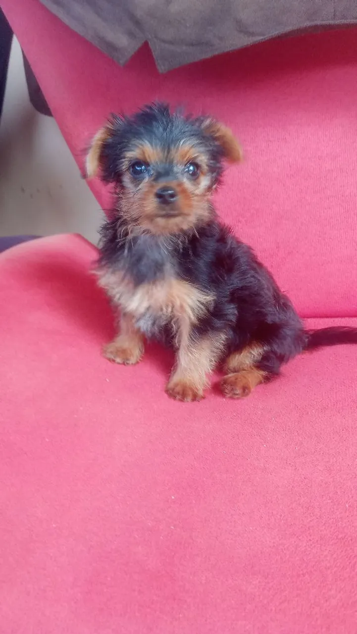 Filhote de Yorkshire Terrier