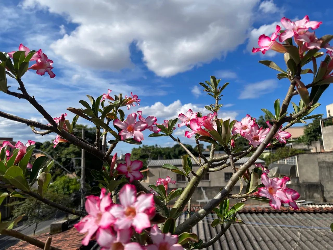 Rosa do deserto - Foto 3