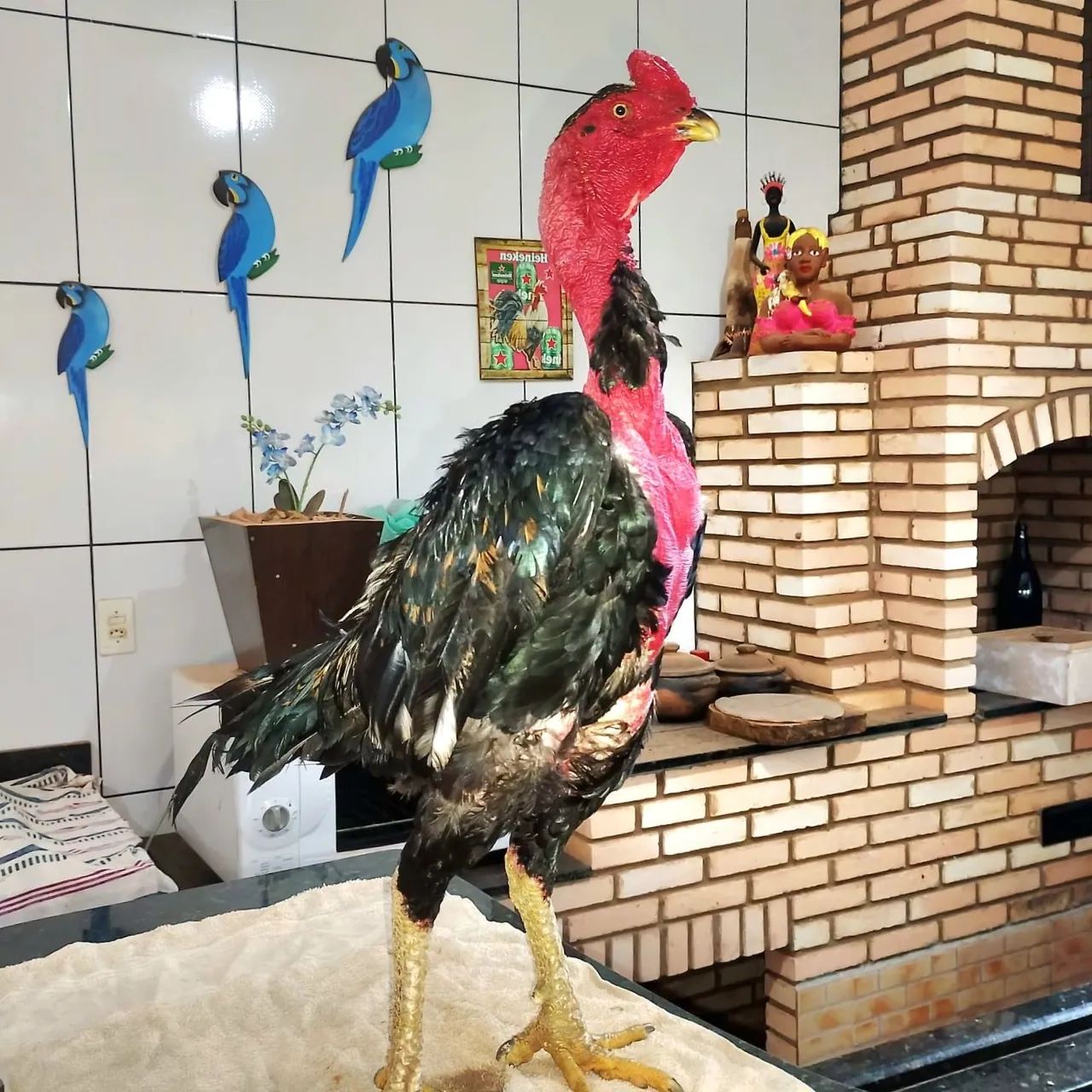 Galo indio Palaco Preto