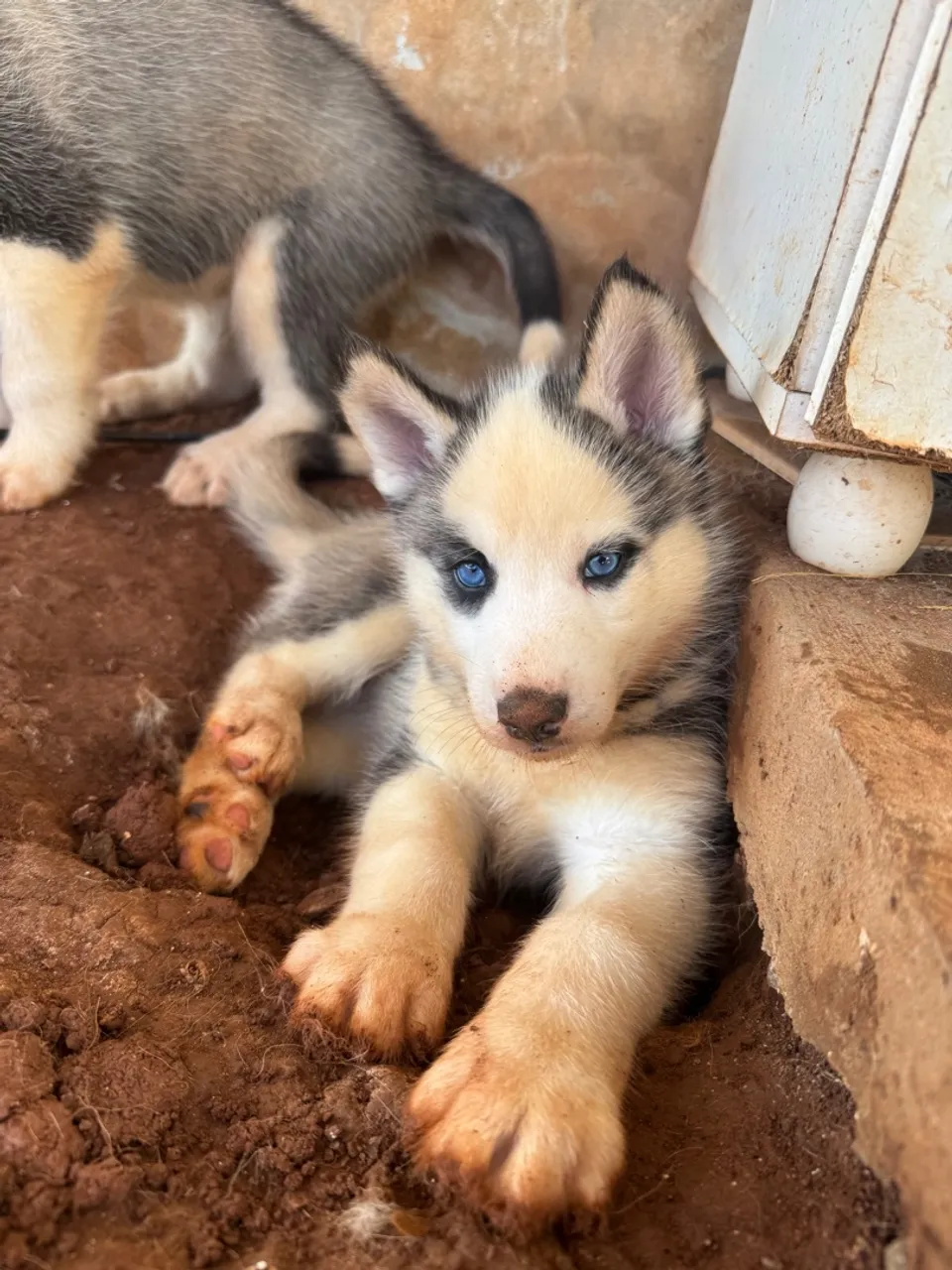 Filhote de Husky Siberiano com Olhos Azuis