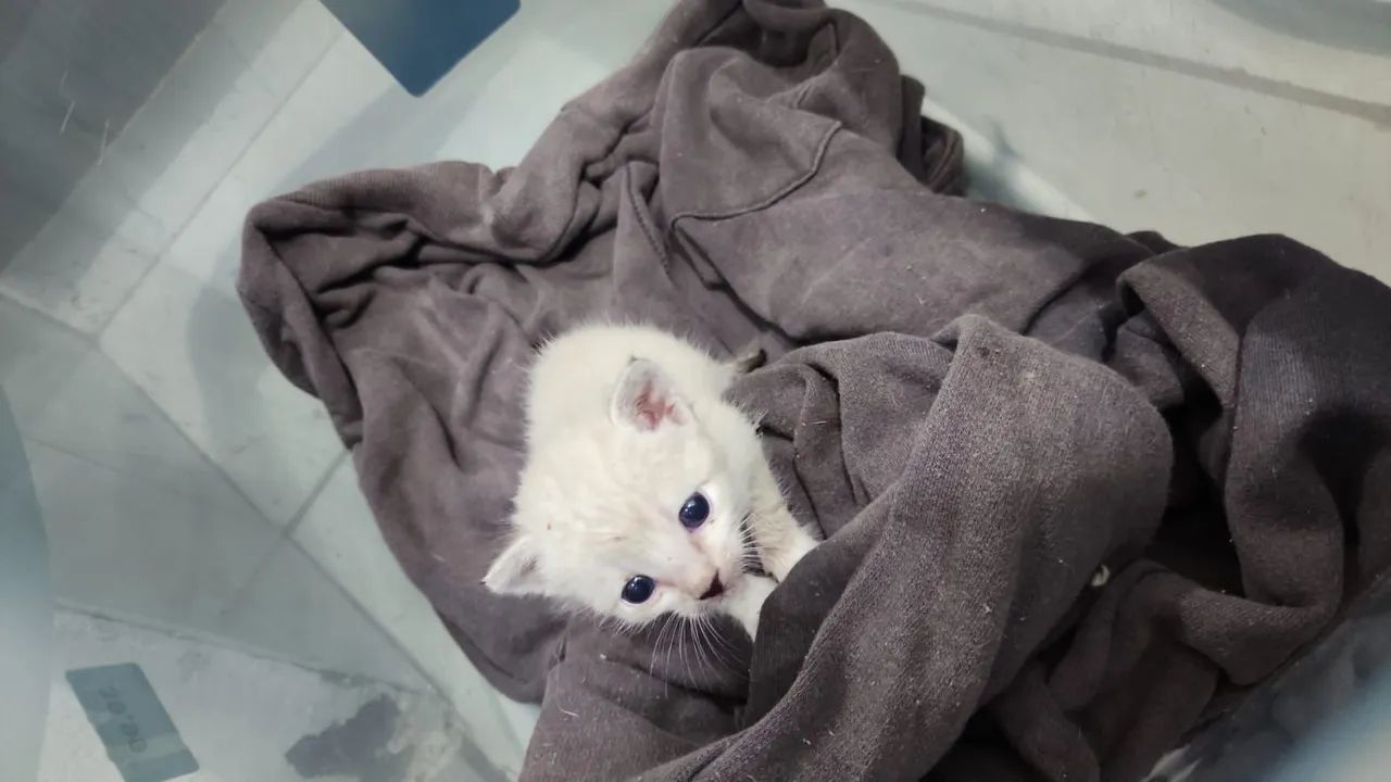 Gatinho pra adoção  - Foto 2