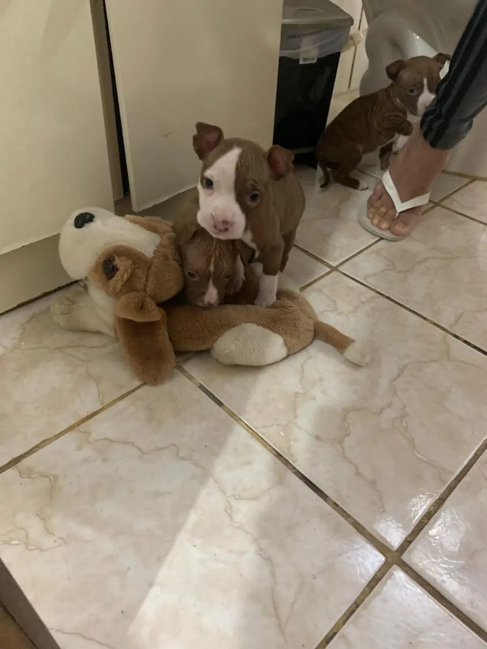 Filhote Pitbull - Foto 2