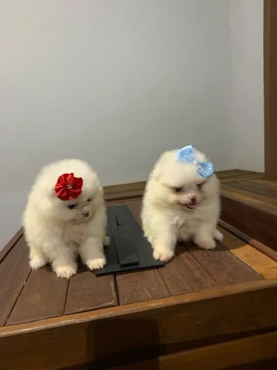 Lulu da pomerania pura e legítima - branca micro  - Foto 6