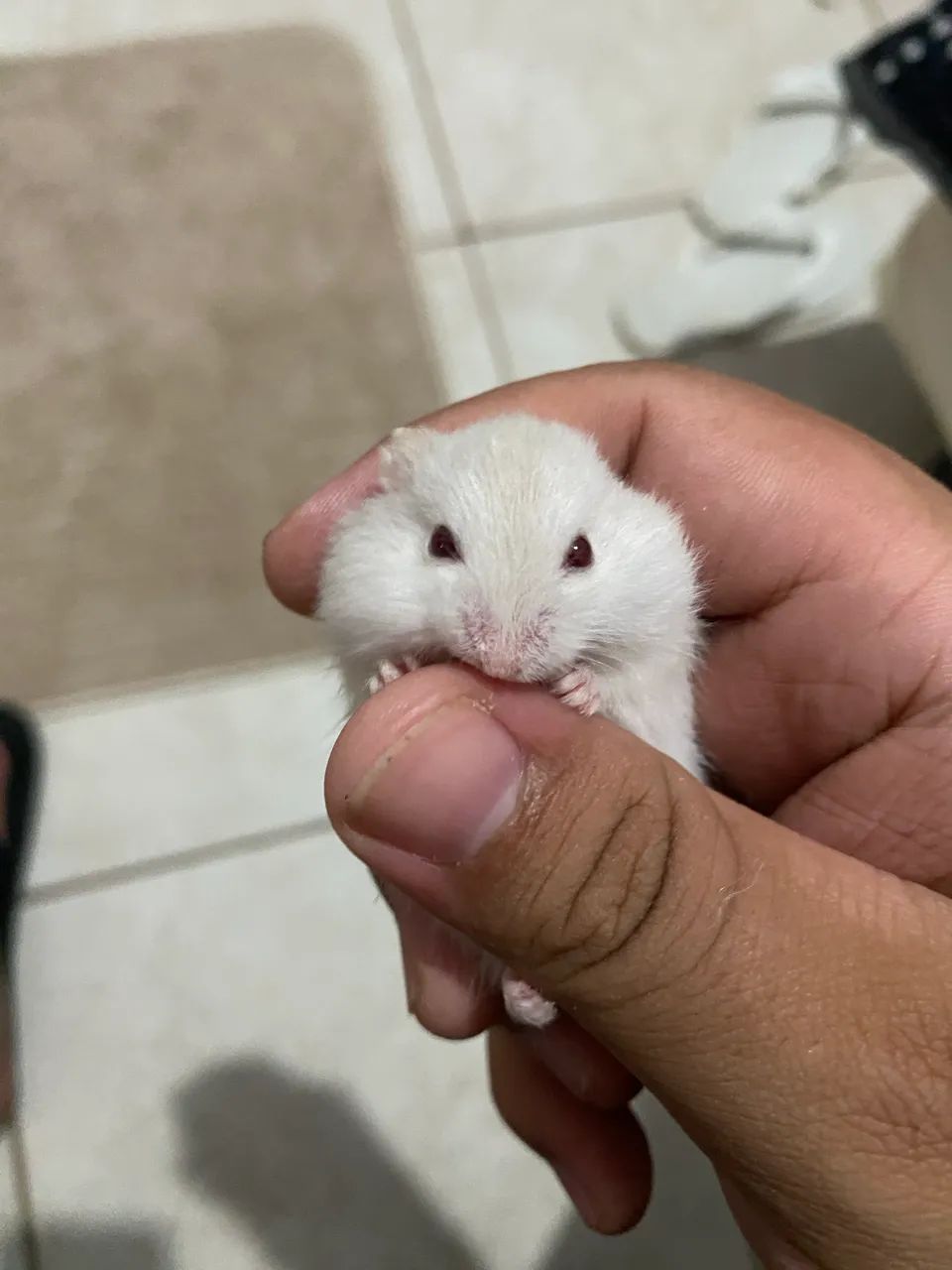 hamster anão russo filhote - Foto 3