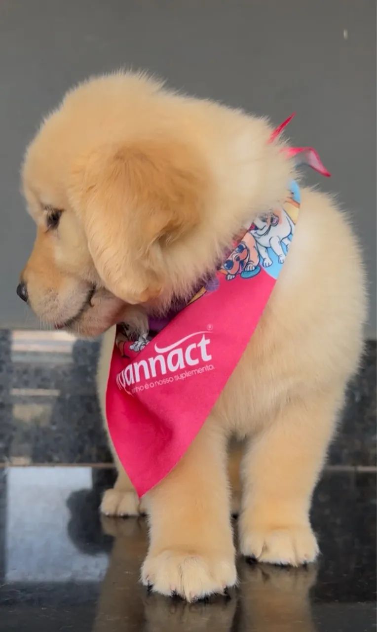 Filhote Golden Retriever - Puro Sangue - Foto 4