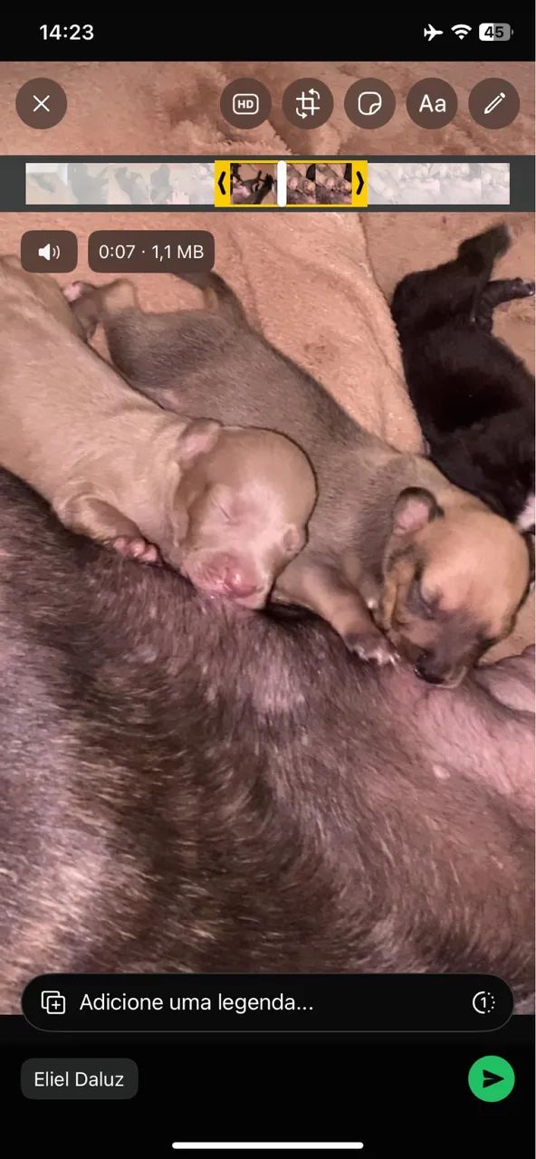 Pet doação  - Foto 3