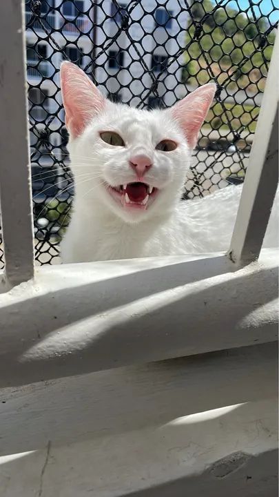 Gata para doação  - Foto 2