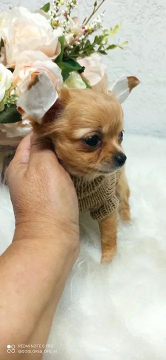 Chihuahua Filhotes de mais alto padrão da raça - Foto 4