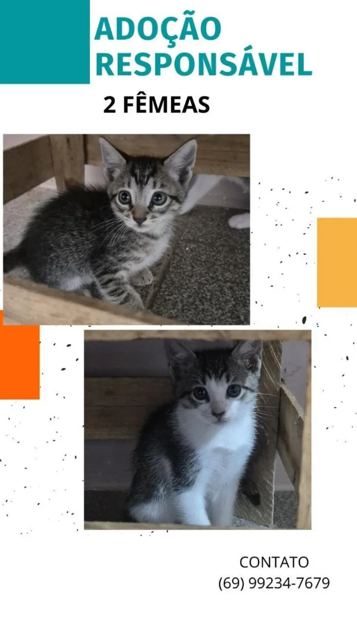 Dois gatinhos fofinhos para adoção responsável