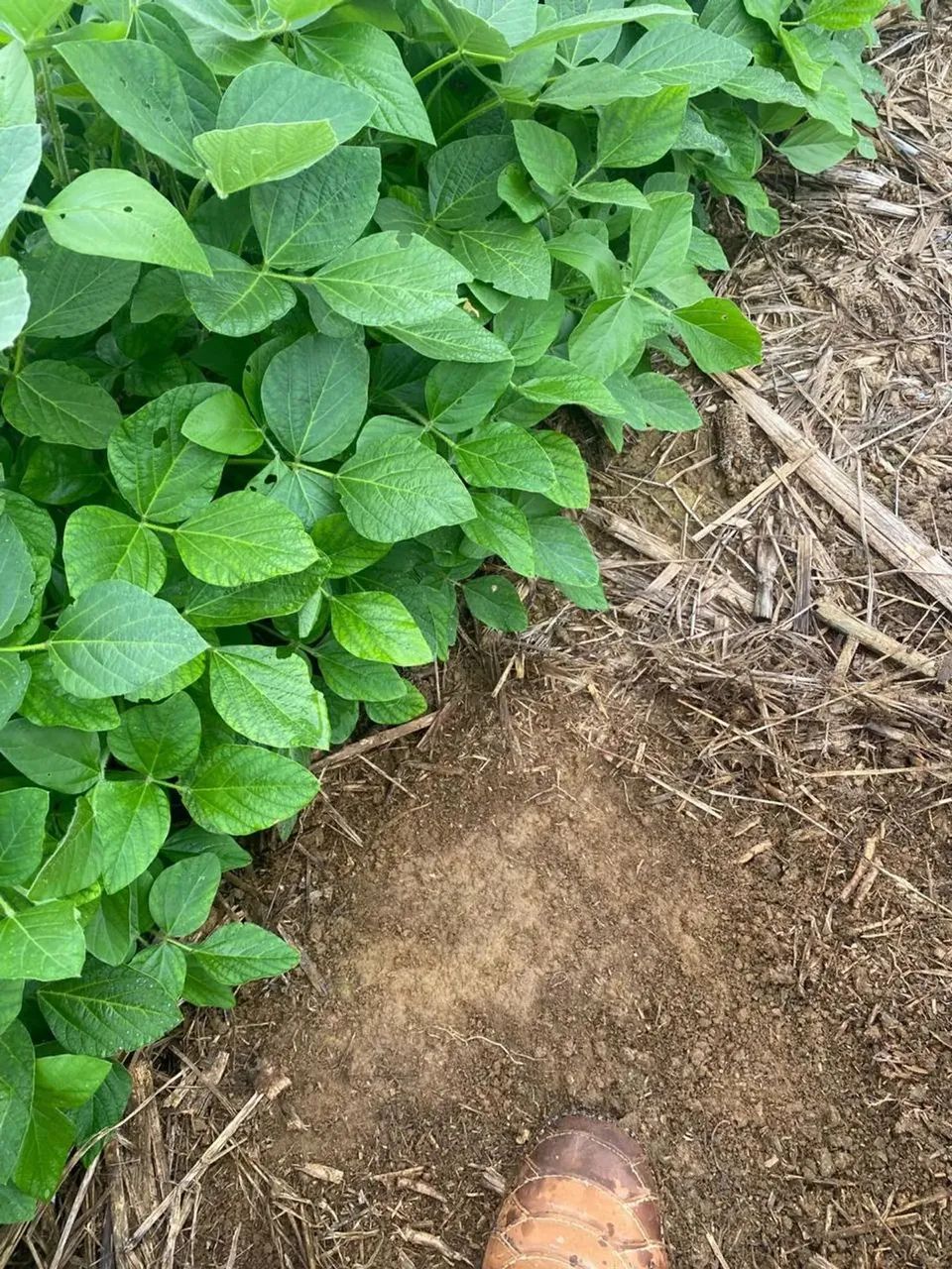 Fazenda dupla aptidão 34 alqueires,Itaberaí - Foto 4