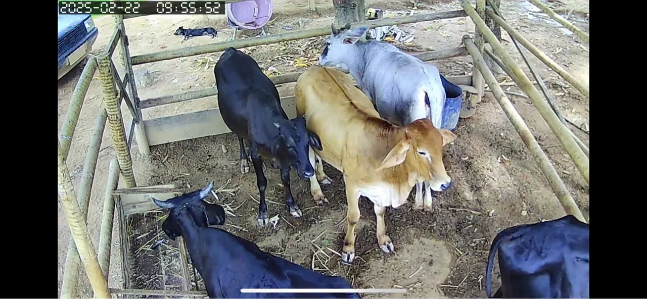 Vendo bezerros e bezerras