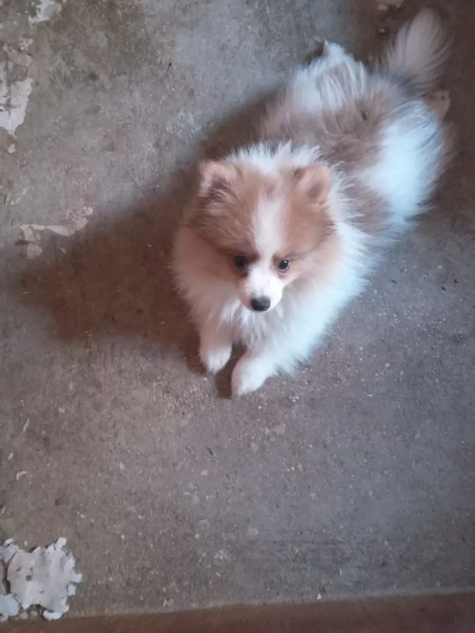 Filhote de Spitz Alemão