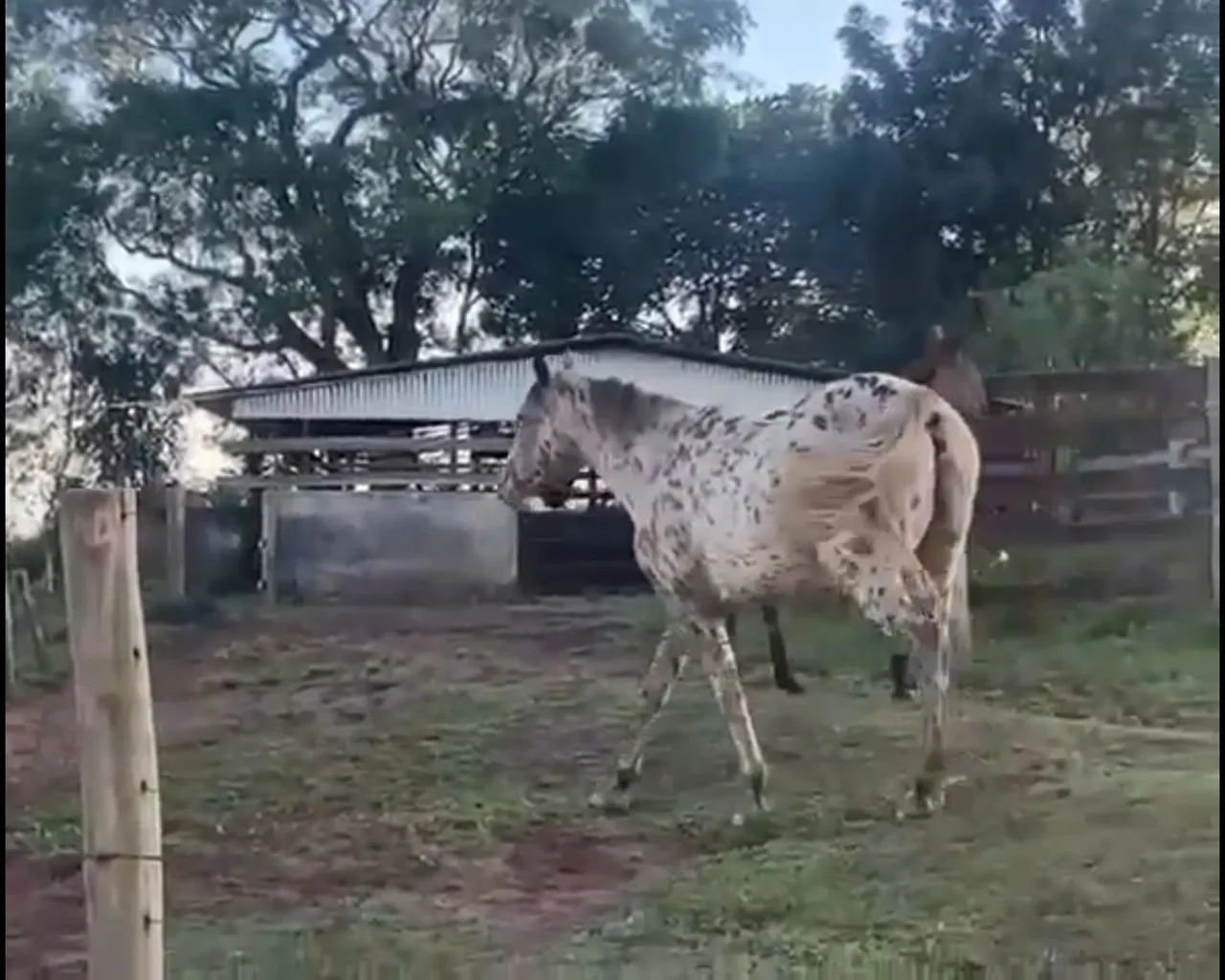 Lindo cavalo Persa pintado 6 anos