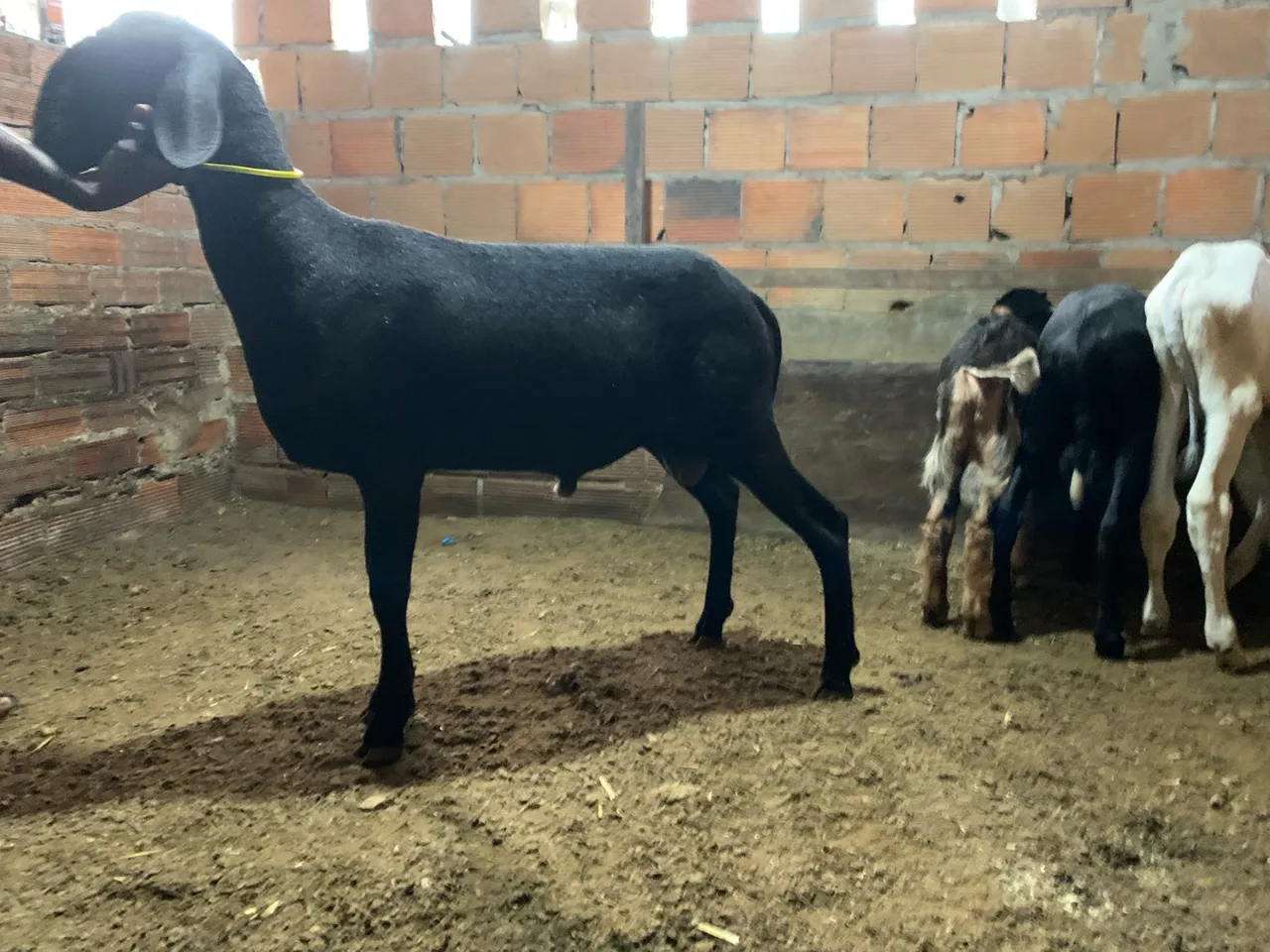 Borrego caneiro
