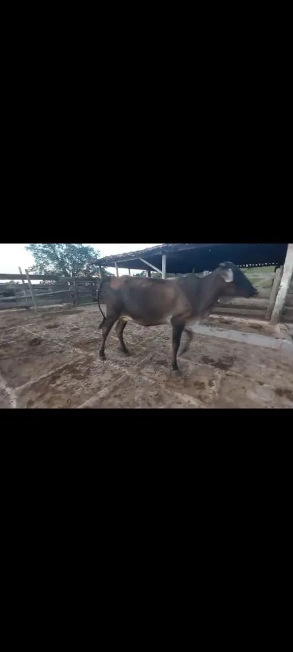 novilha vaca  - Foto 2