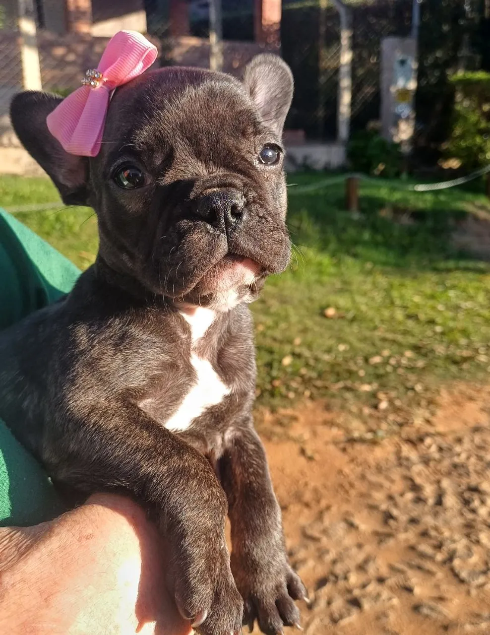 Filhote de Bulldog Francês com Laço Rosa