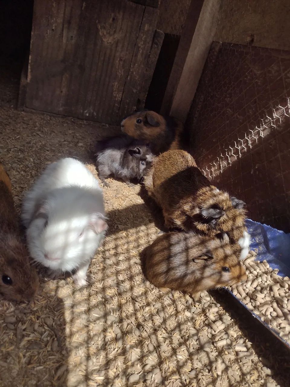 Porquinho da índia  - Foto 3