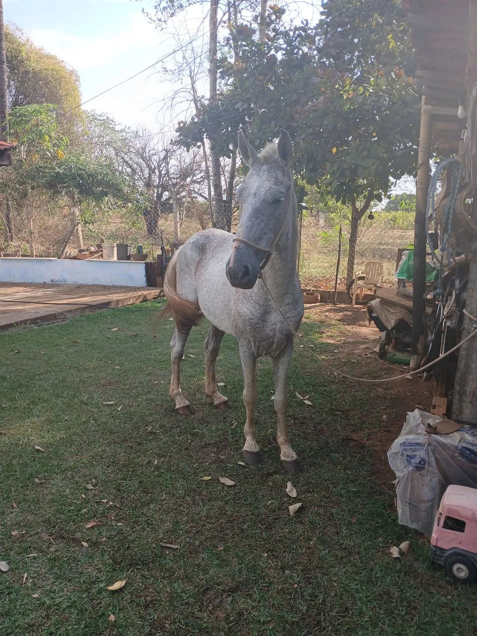 Vendo cavalo macha picada  - Foto 4