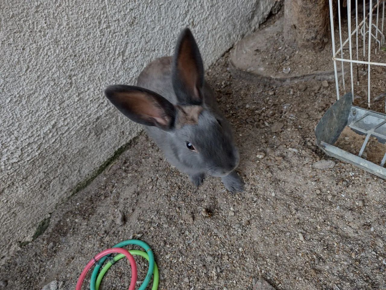 Coelho macho pequeno 4 meses nasceu dia 15/11  - Foto 2