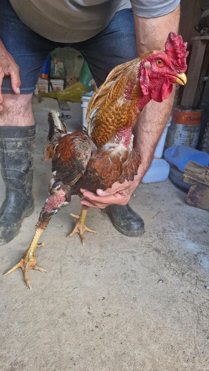 Galo Carijó bico curto - Foto 2