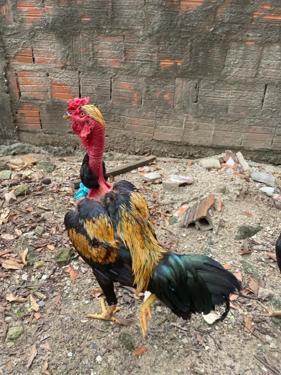 Galo indiano porte grande