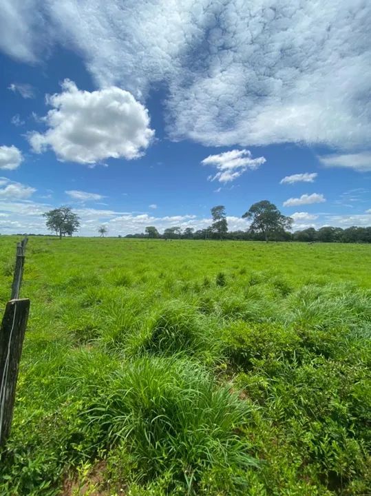 Fazenda arrendamento 1.600hec em Poconé MT. - Foto 2
