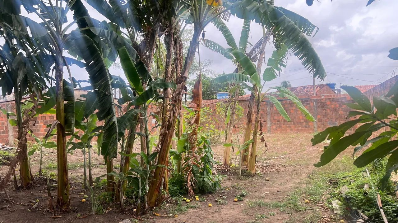 Terreno com árvores frutíferas - Foto 3