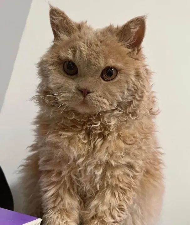 Selkirk Rex Filhote na Cor Red a Sua Espera  - Foto 2