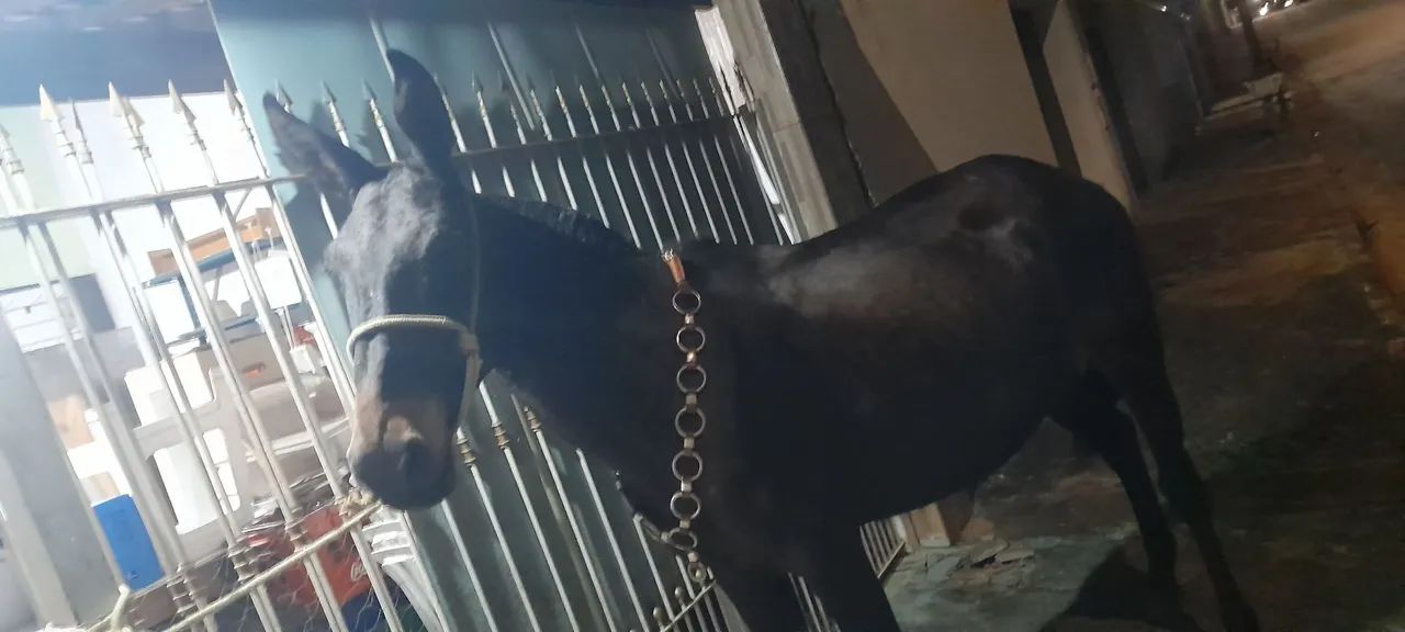 Burro a venda ou faço negócio em egua 