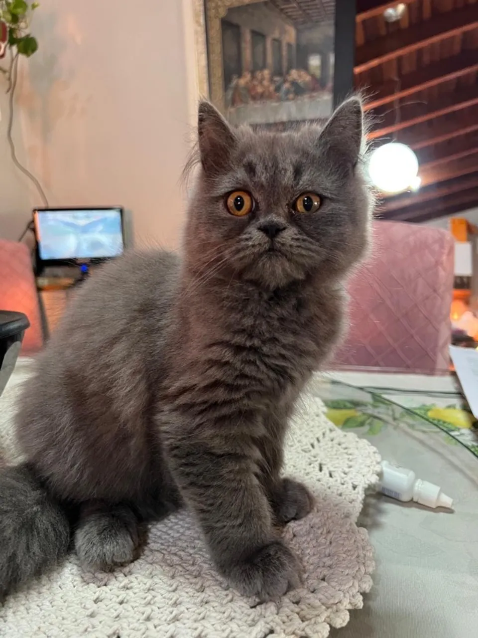 Gatos Persa