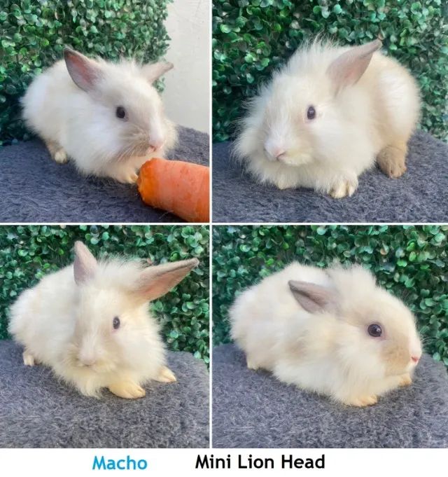 MINI COELHO - Foto 4