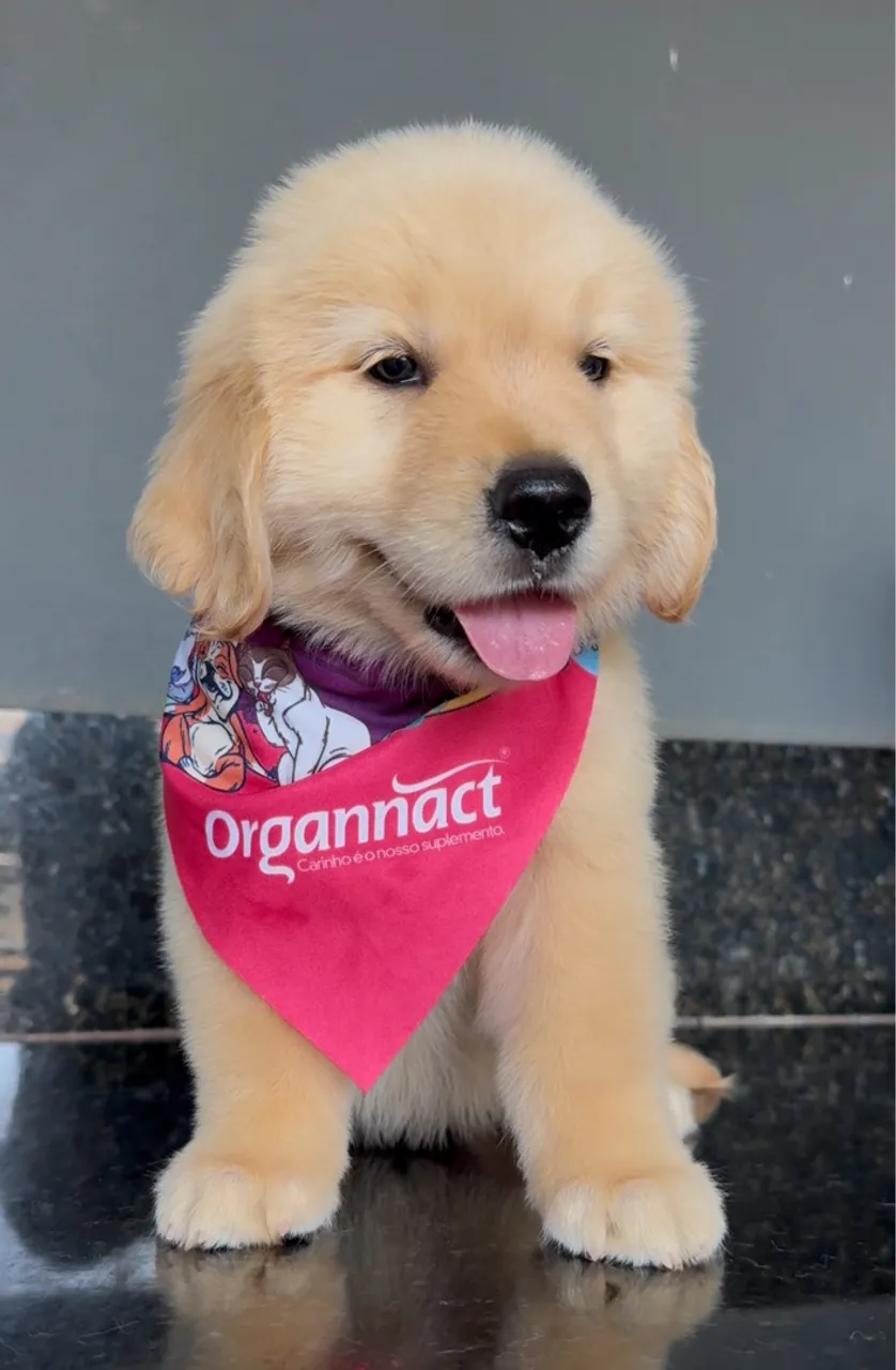 Filhote Golden Retriever - Puro Sangue