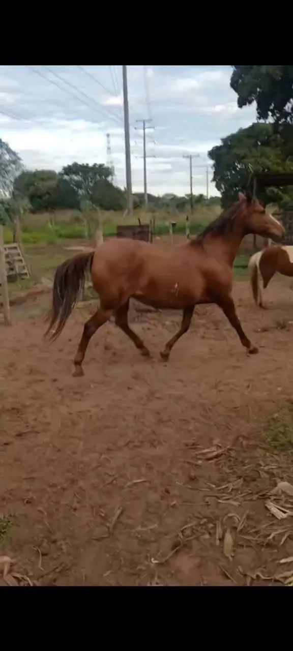 VENDO ÉGUA SUPER DÓCIL MANSA  - Foto 3