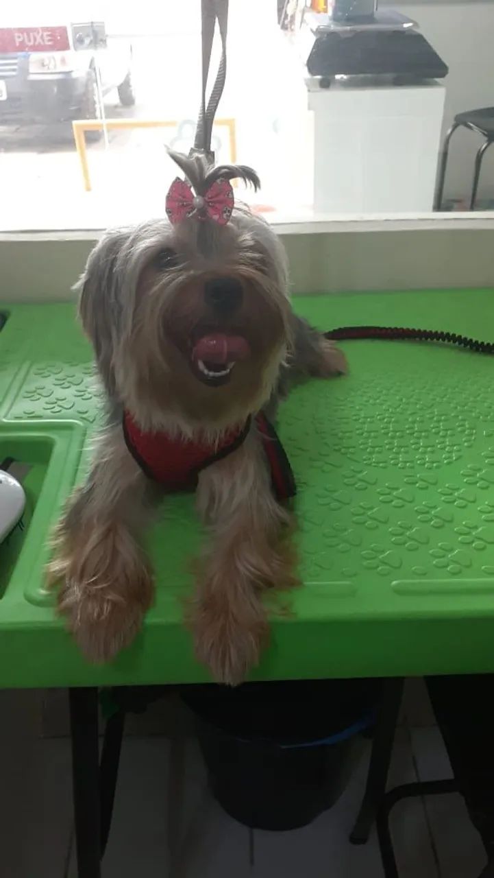 Yorkshire Terrier Filhotes - Foto 4