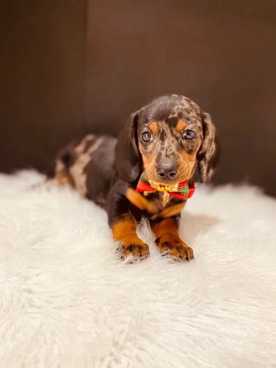 Puppies For Dachshund For Sale Craigslist Mini Dachshund Long