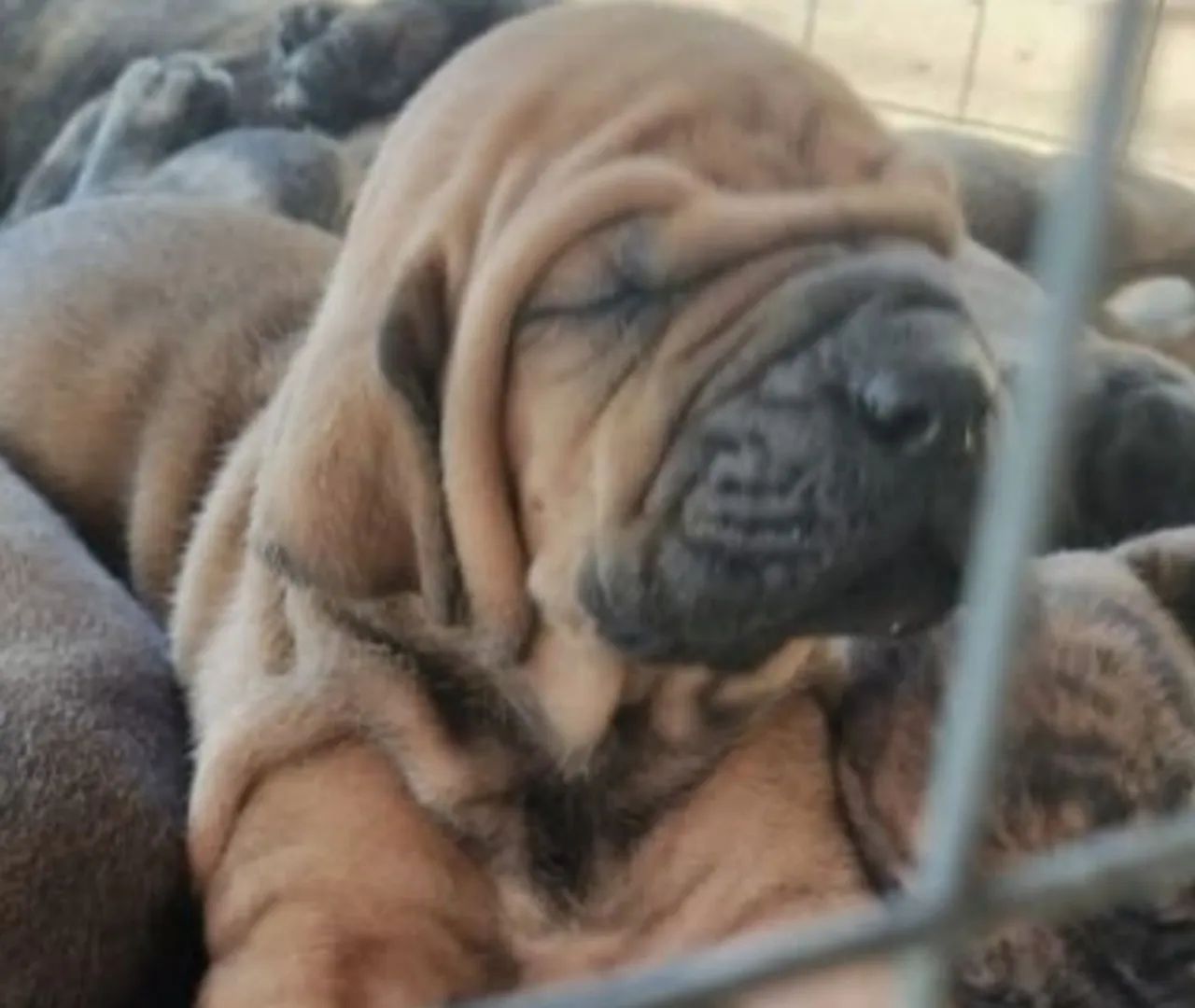 Fila Brasileiro Filhotes Lindos - Foto 3
