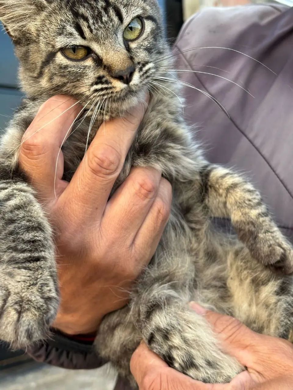 Gatinha dócil precisa de lar filhote gato - Foto 2