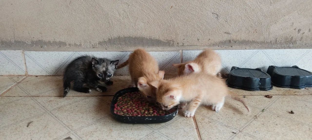 Doa-se gatos  - Foto 3