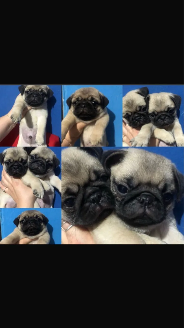 Filhotes de Pug
