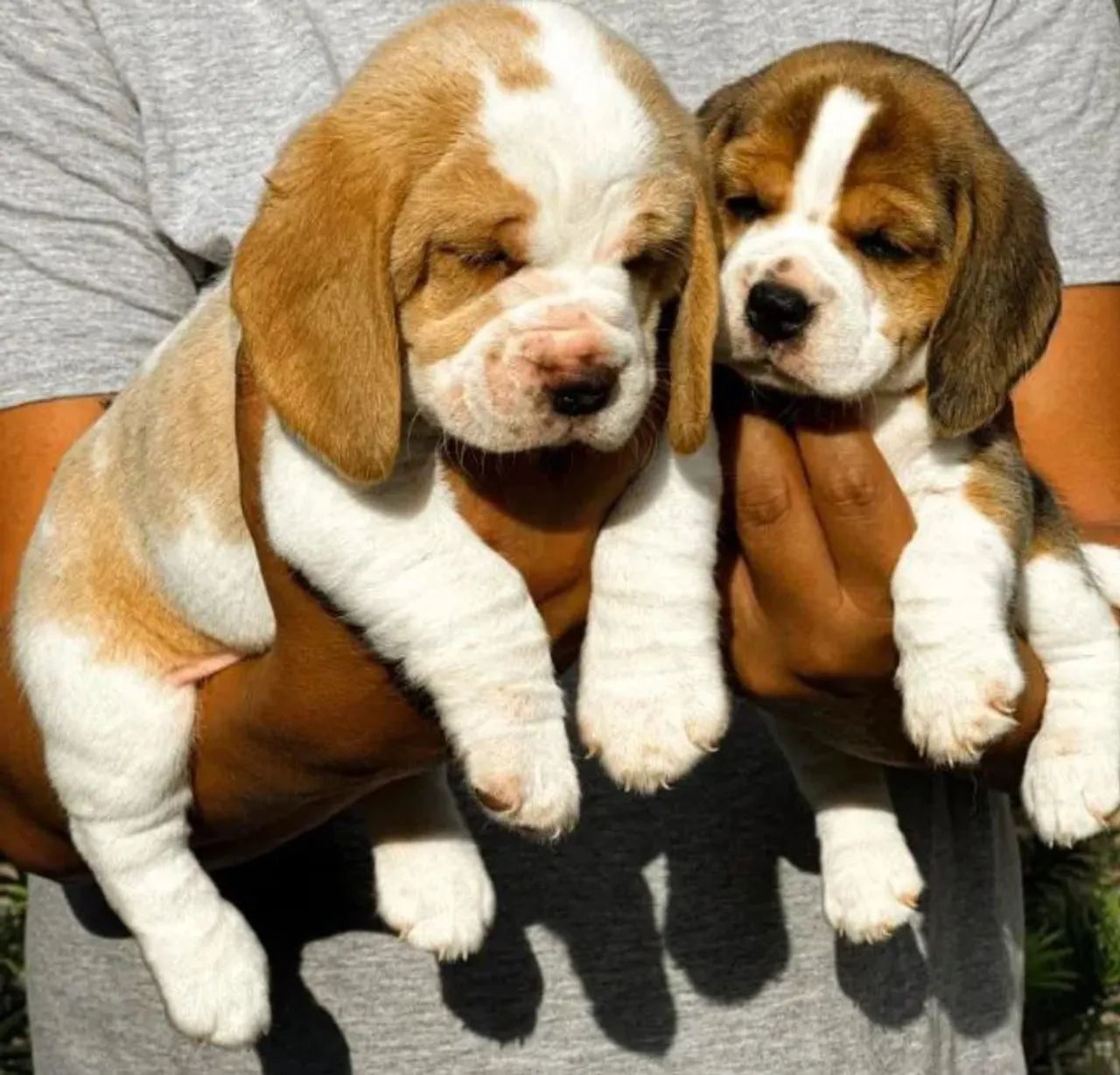 Filhotes de Beagle  - Foto 2