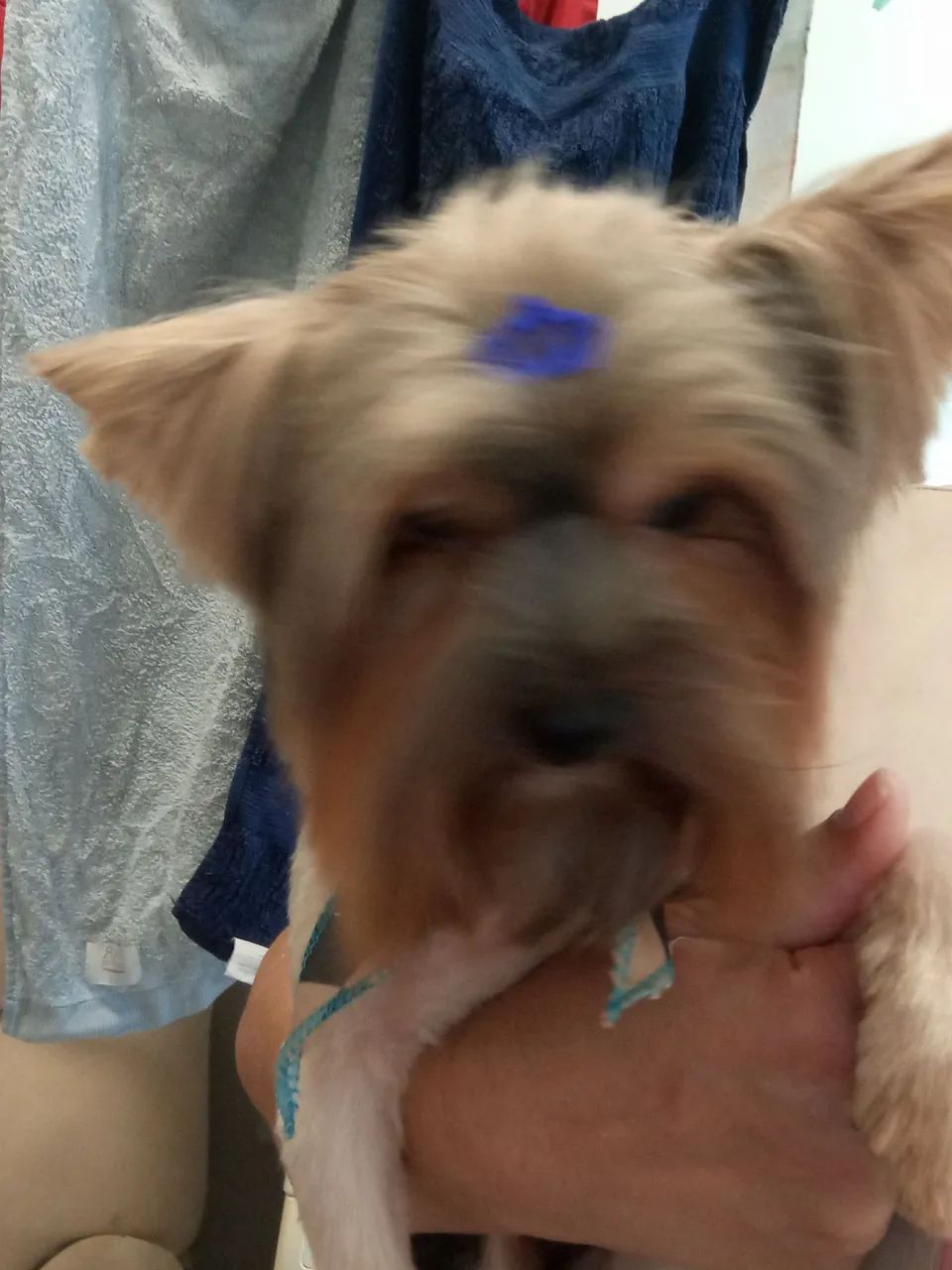 Yorkshire Macho adulto 