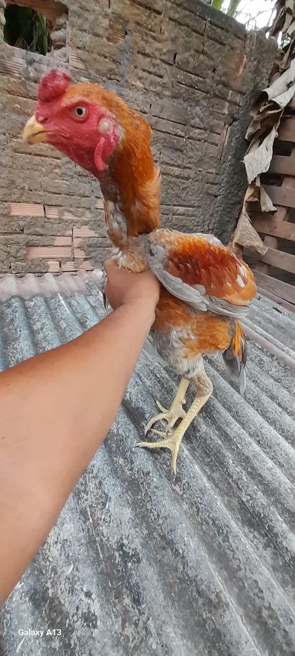 Galo carioca  - Foto 2