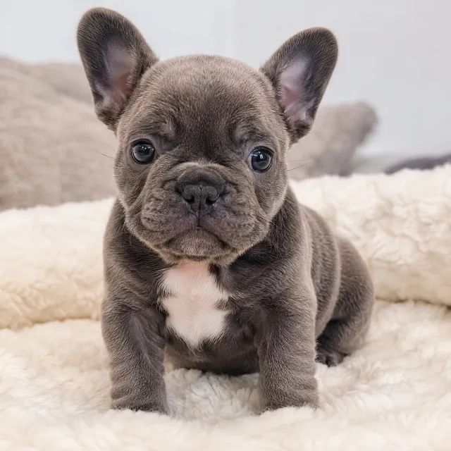 Cachorro filhote buldogue francês 
