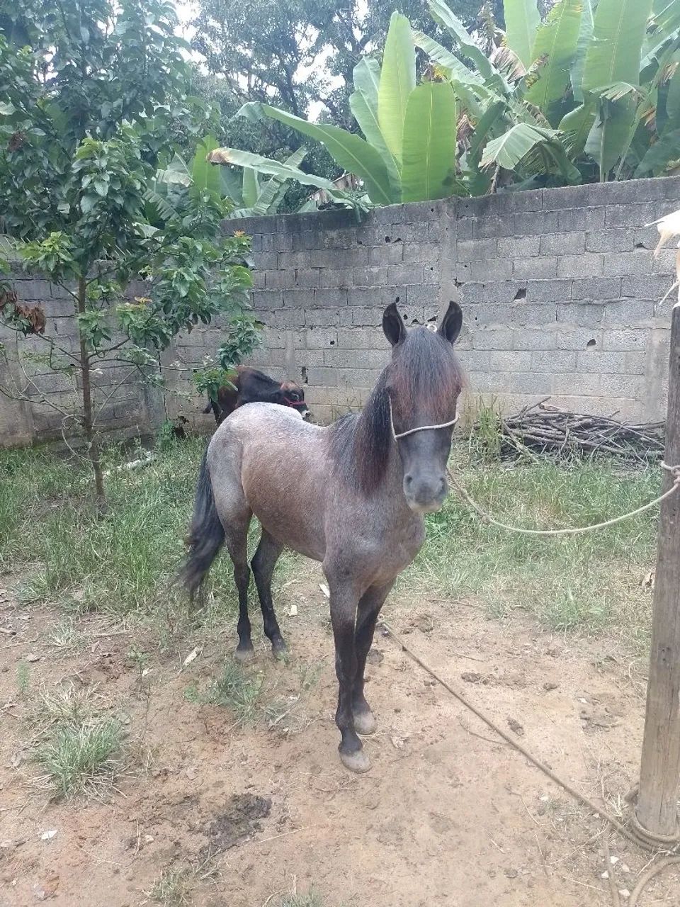 Vendo piquira Extra de sela  - Foto 2