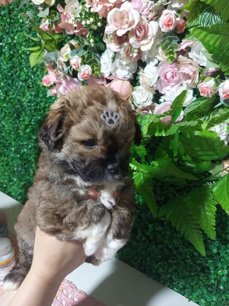 Pet - Foto 2