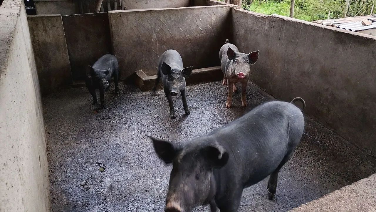TROCO PORCA em BEZERRO - Foto 5