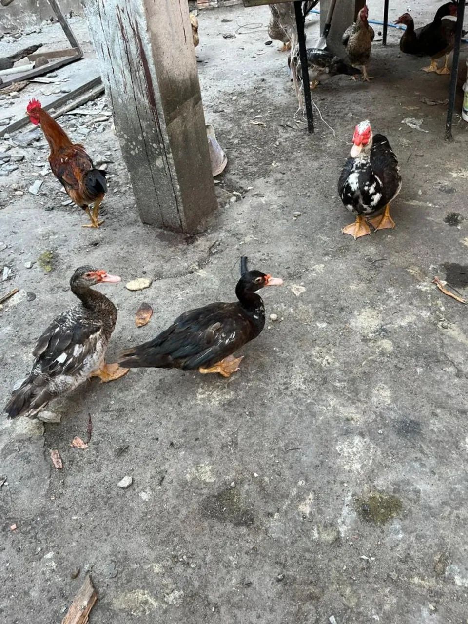 Patos e Patas